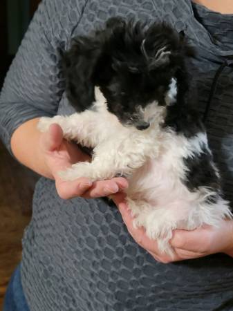 2 toy poodle puppies