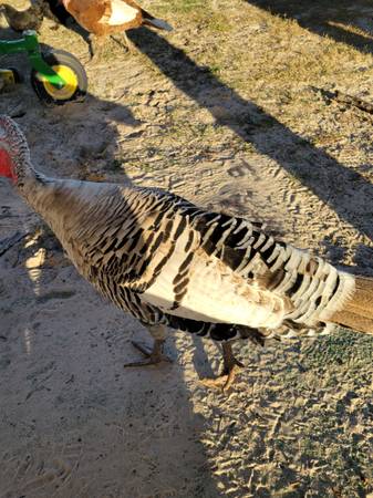 Narragansett turkeys