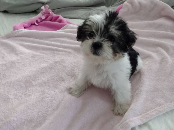 shorkie puppy