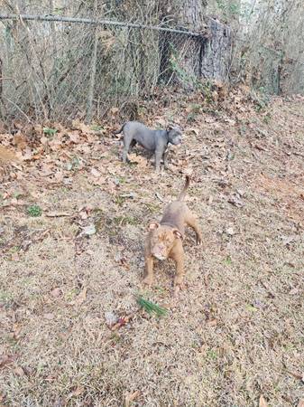 American Bully pups