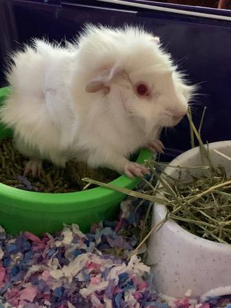 Just weaned Guinea pigs