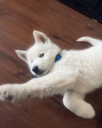 8 week old WHITE SIBERIAN HUSKY