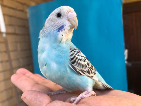 Friendly Budgies and Cockatiels