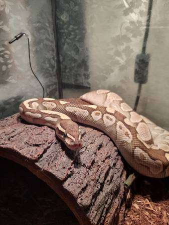 ball python