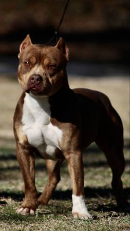 Male adult bully