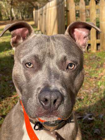 Blue American Staffordshire Male – Rehoming