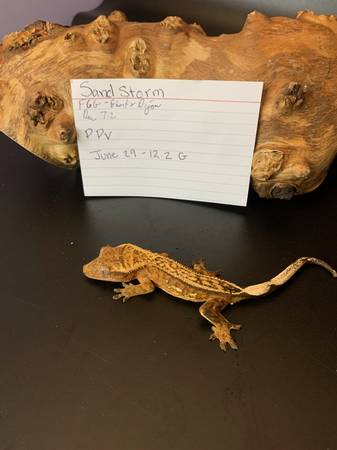 Geckos and skink needing new homes