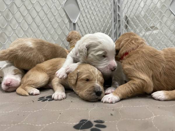 Goldendoodles ready for forever home