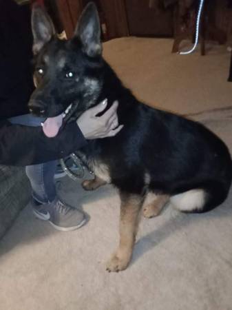 Male German Shepard