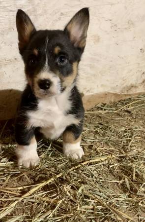 Corgi puppies