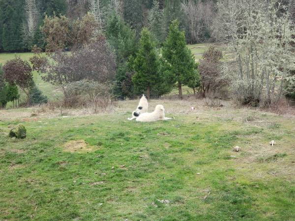 Pyrenees Pup