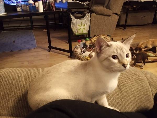 Female Snow Point Siamese