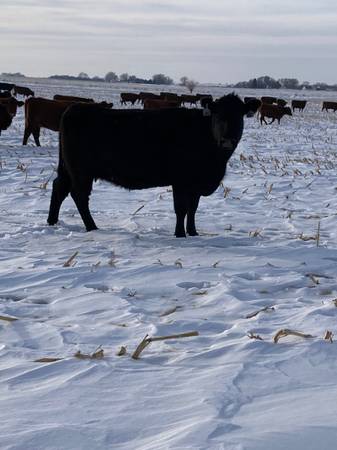 3 and 4 year old bred cows