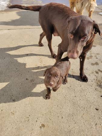 Lab mix puppies