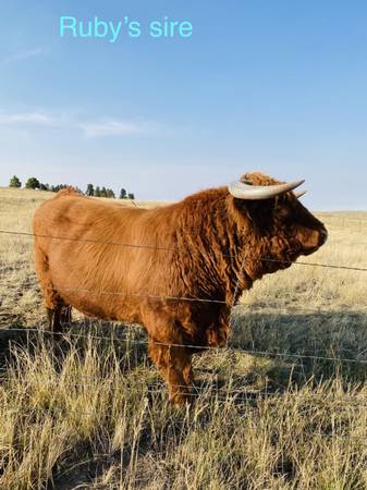 Scottish Highland Cross bred to silver mini Scottish Highland