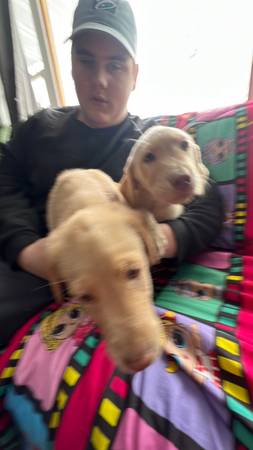 yellow labs, puppies