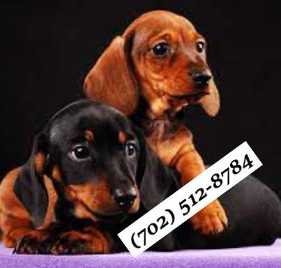 rehoming dachshunds babyyyyyyyy