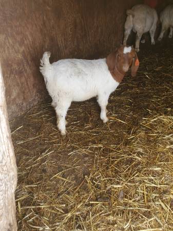 Commercial Boer Goat Doelings