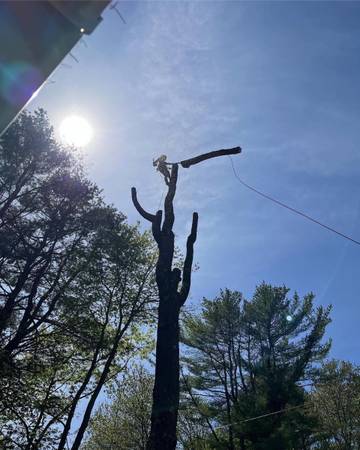 Need Tree Service done?