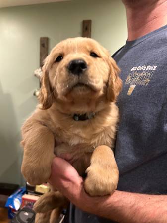 Golden retriever pup