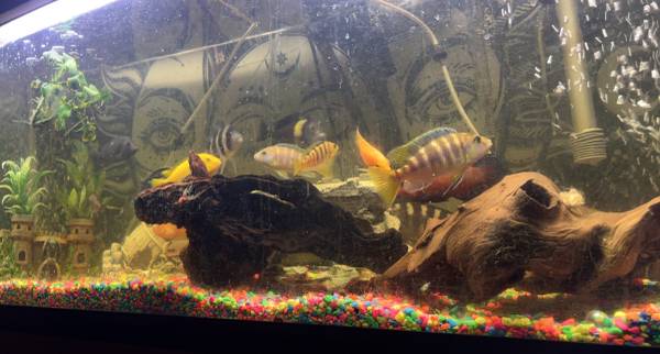 cichlids