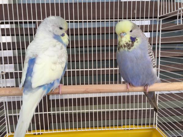 Fancy Baby English budgie parakeet pair