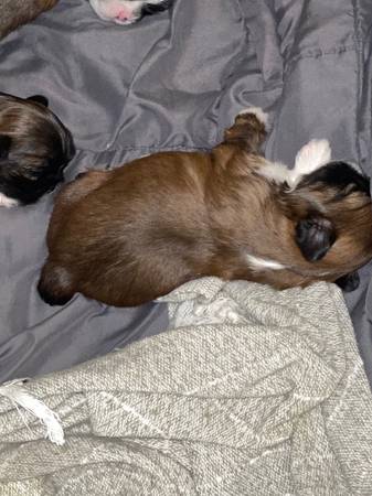 Shih tzu pups