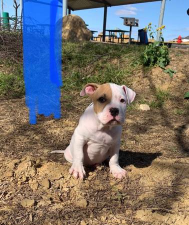 Pitbull x Bully pups