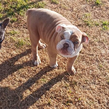 English bulldog rehoming