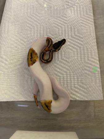 Pied python