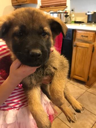 German Shepherd puppies