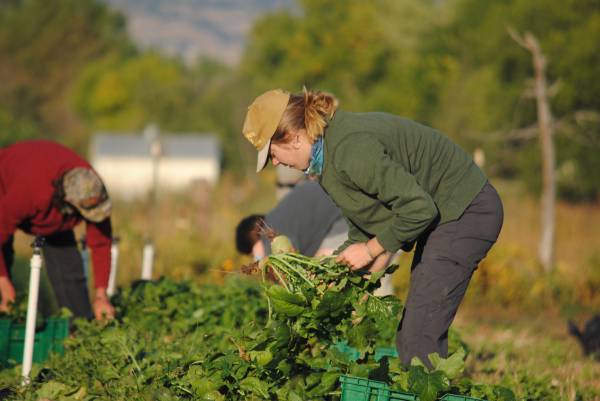 Harvest and Field Staff – Kilt Farm