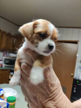 Chihuahua – Shih Tzu female puppy