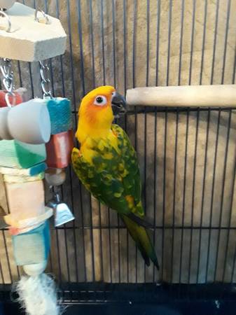 Young Parrot, Sun Conure, believe it’s a male