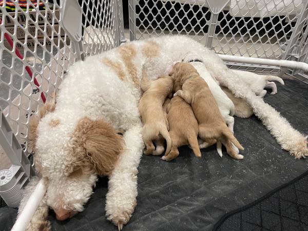 Goldendoodles ready for forever home