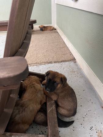 Saint Bernard/German Shepherd Puppies