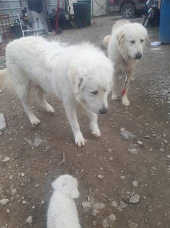 Great pyrenees puppies $150