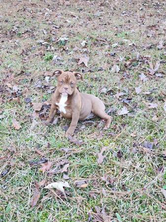 American Bully pups