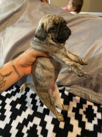 Pug puppies for sale black, fawn and brindle