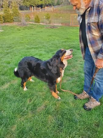 Purebread Bernese mountain dog