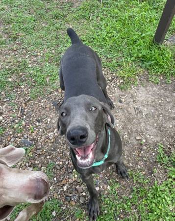 ISO Male Stud Weimaraner Weim Weimar