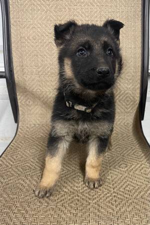 AKC German Shepherd females