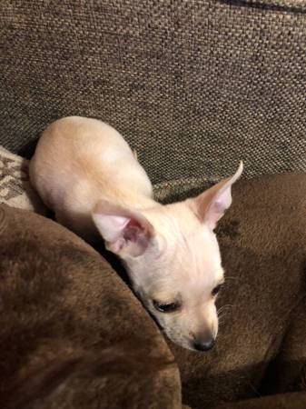 Chihuahua