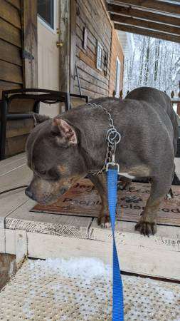 Beautiful very Stout dog for rehoming