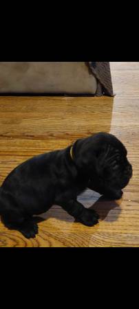 Cane Corso puppies