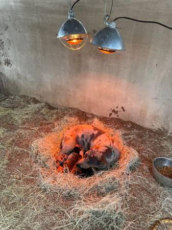 Catahoula Pups