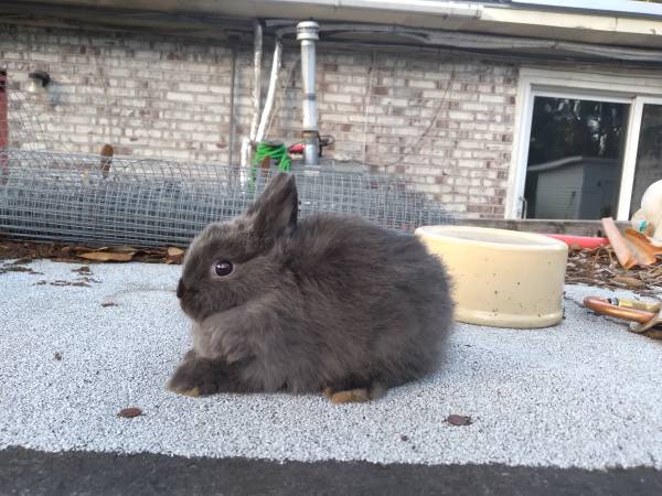 Netherland Dwarf Rabbits for Rehoming $60