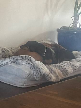 Rehoming 6 month old female Doberman