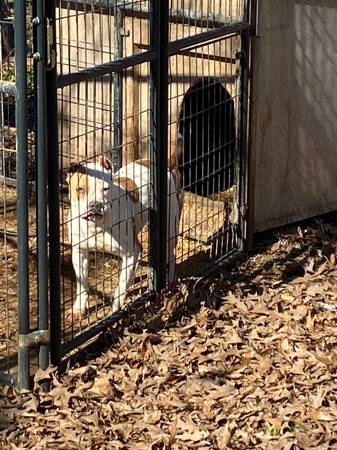 Ukc female American pit bull terrier