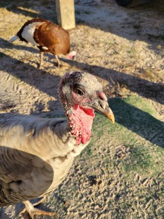 Narragansett turkeys